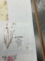 19793 Cotton Texture Mar 5701 Ivory